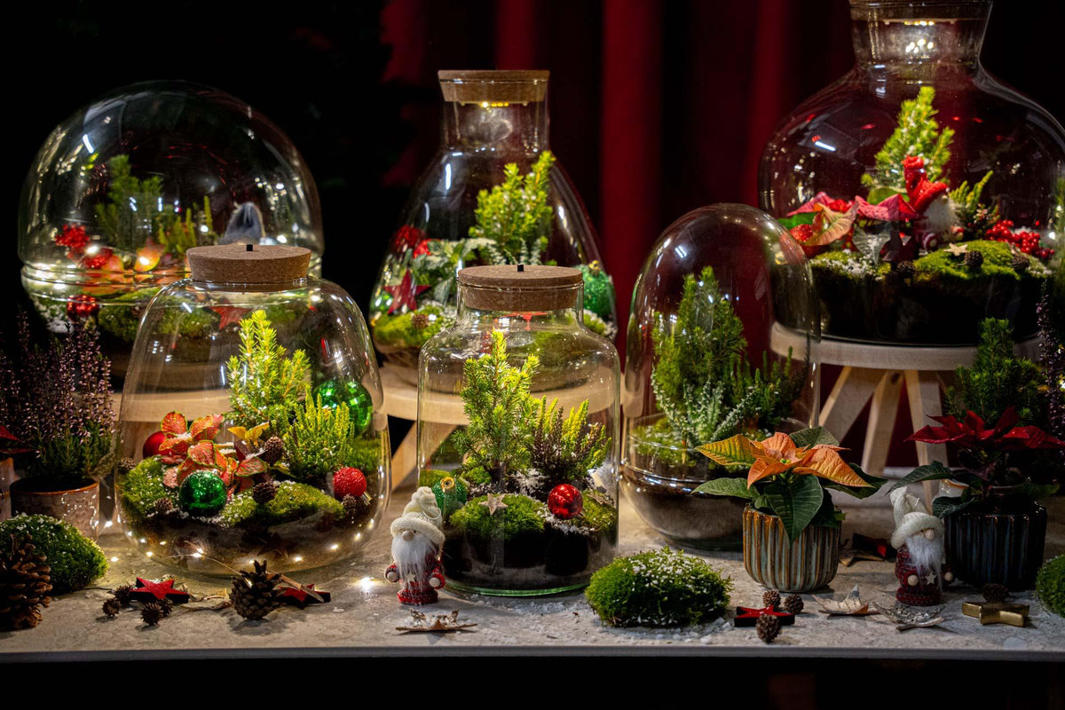 Kit terrarium de Noël fermé avec Fittonia, bruyère et décorations, bocal en verre Ø 19 cm