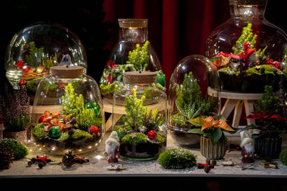 Kit terrarium de Noël fermé avec Fittonia, bruyère et décorations, bocal en verre Ø 19 cm