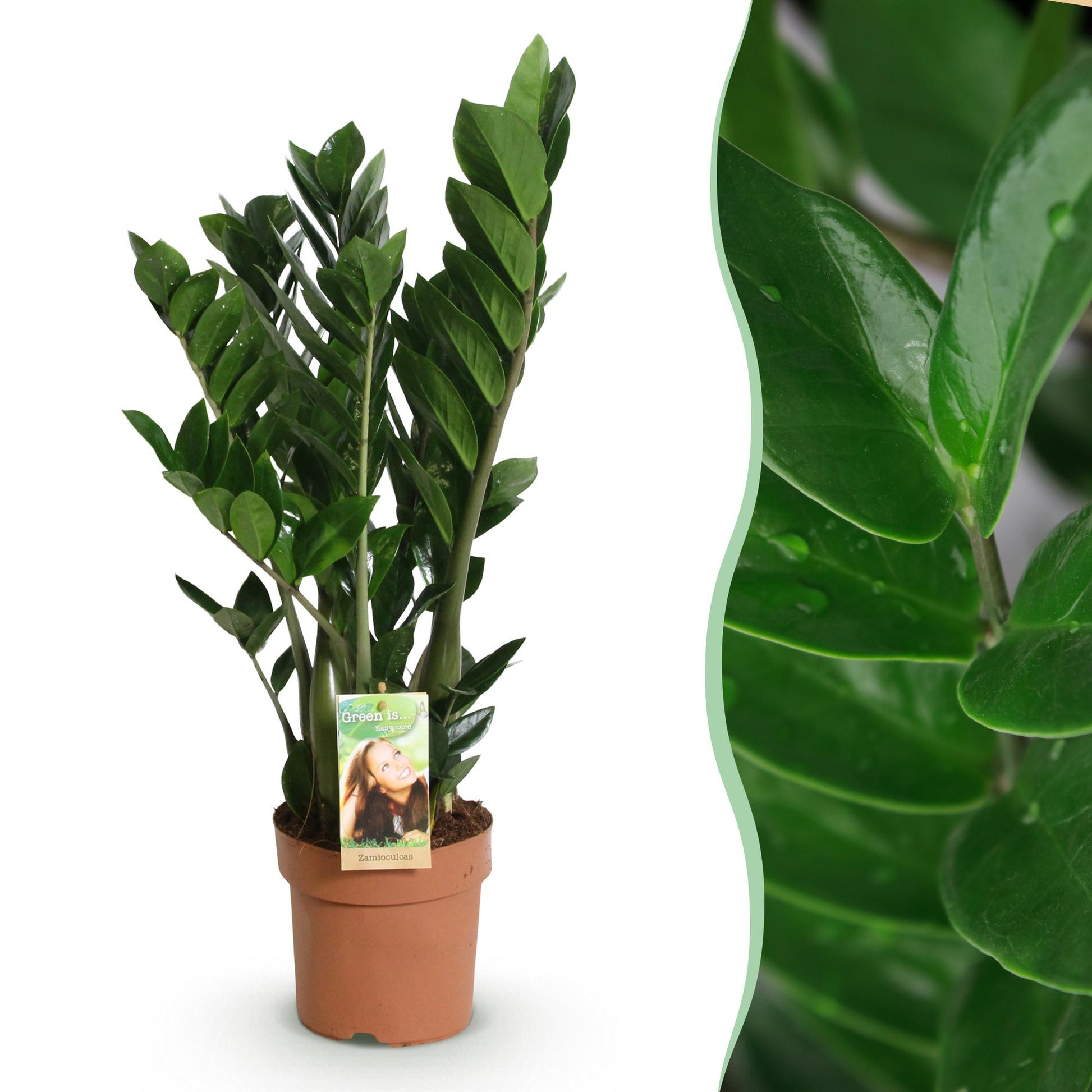 Plantes d'intérieur - Zamioculcas - Plante ZZ - Peu d'entretien - Vert - 1 Plante - Pot 17cm - Hauteur 65-75cm