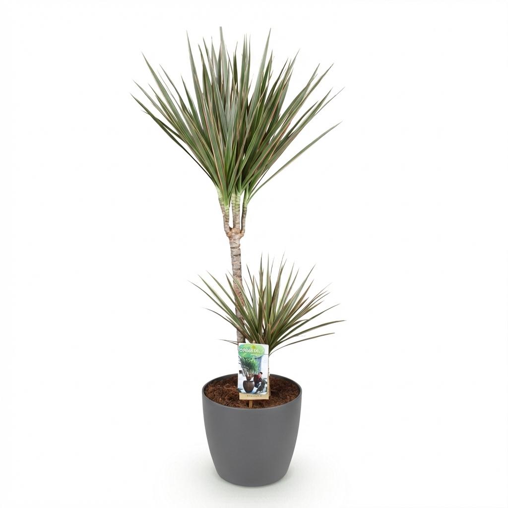 Plantes d'intérieur - Dracaena Marginata Bicolor - Arbre à dragon - Peu d'entretien- Vert - marron - 1 Plante - avec Pot Gris - Pot 21cm - Hauteur 90-100cm