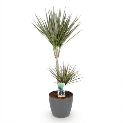 Plantes d'intérieur - Dracaena Marginata Bicolor - Arbre à dragon - Peu d'entretien- Vert - marron - 1 Plante - avec Pot Gris - Pot 21cm - Hauteur 90-100cm