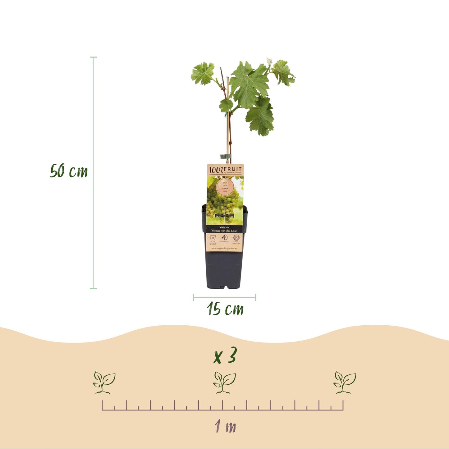 Vitis vinifera Vroege van der Laan : Infographie d'une jeune plante en pot avec ses dimensions (50 cm de haut, pot de 15 cm) et l'espacement