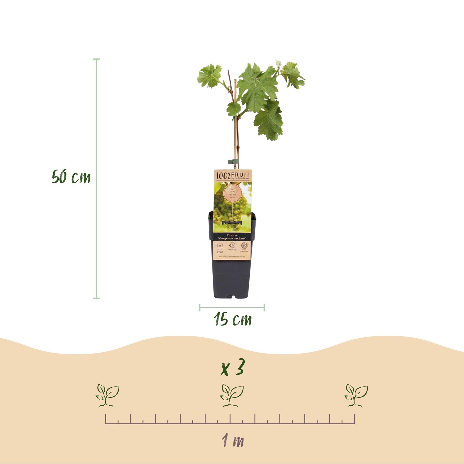 Vitis vinifera Vroege van der Laan : Infographie d'une jeune plante en pot avec ses dimensions (50 cm de haut, pot de 15 cm) et l'espacement