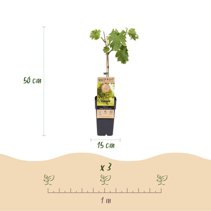 Vitis vinifera Vroege van der Laan : Infographie d'une jeune plante en pot avec ses dimensions (50 cm de haut, pot de 15 cm) et l'espacement