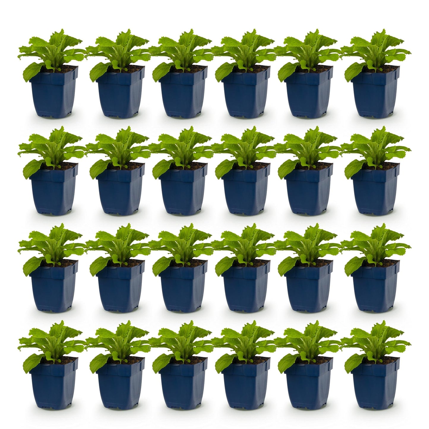 Digitalis purp. Dalmatian Purple - Digitale : 24 jeunes plants en pots bleus, alignés en rangées sur un fond blanc, prêts à être plantés.