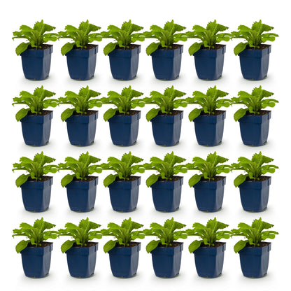 Digitalis purp. Dalmatian Purple - Digitale : 24 jeunes plants en pots bleus, alignés en rangées sur un fond blanc, prêts à être plantés.