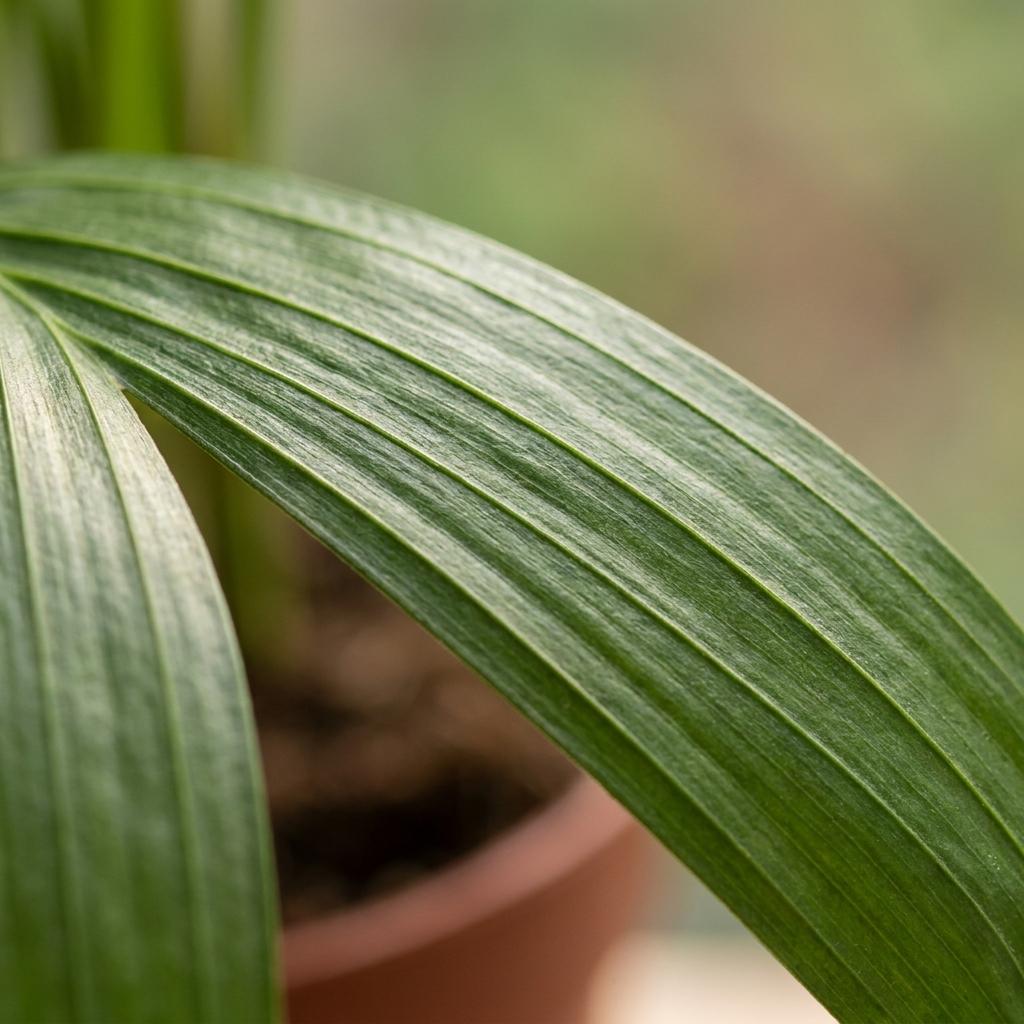 Gros plan sur une élégante feuille vert foncé du Palmier Areca, révélant ses nervures parallèles, avec un pot marron apparent en