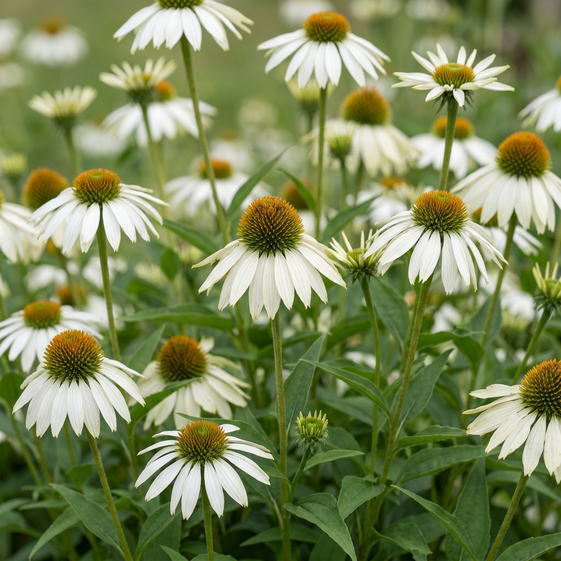 Echinacea purpurea 'Alba', une vivace aussi appelée Rudbeckie, avec ses fleurs blanches à cœur orangé, en pleine floraison dans un jardin en
