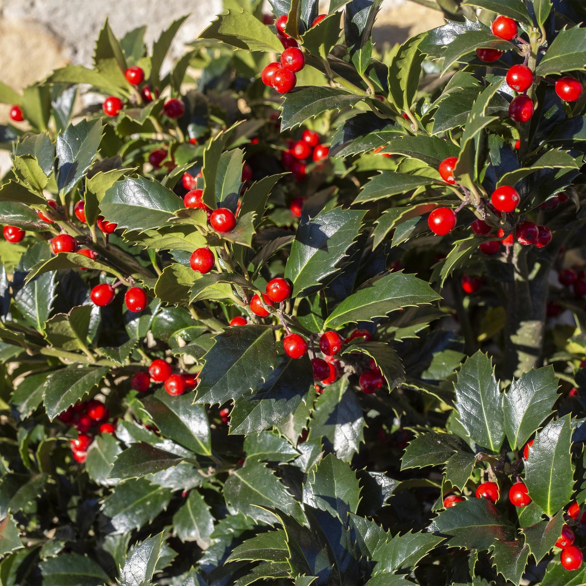 Ilex meserveae Blue Maid : Gros plan sur les feuilles vert foncé brillantes et les nombreuses baies rouges éclatantes de ce houx persistant.