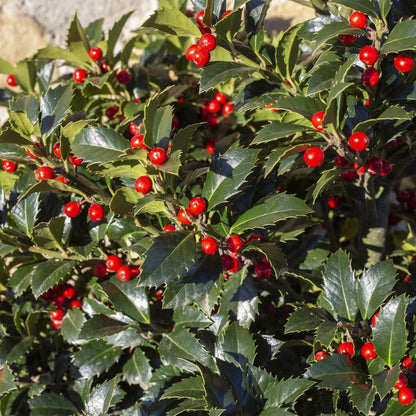 Ilex meserveae Blue Maid : Gros plan sur les feuilles vert foncé brillantes et les nombreuses baies rouges éclatantes de ce houx persistant.