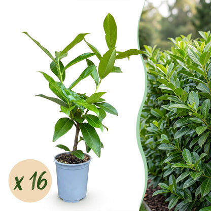 Prunus laur. Novita : plant en pot, avec pastille 'x 16' pour un lot, à côté d'une photo d'une haie dense de la même plante.