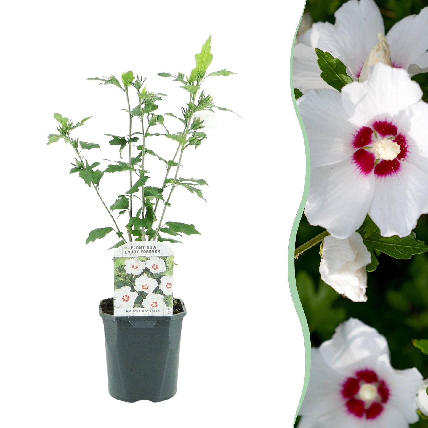 Hibiscus syriacus Red Heart en pot, fleurs blanches à cœur rouge, à côté d'un gros plan des mêmes fleurs.