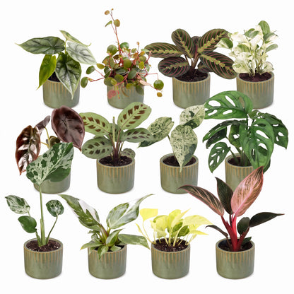 Box surprise plantes en pot de 6 cm, 12 plantes, cache-pot vert olive