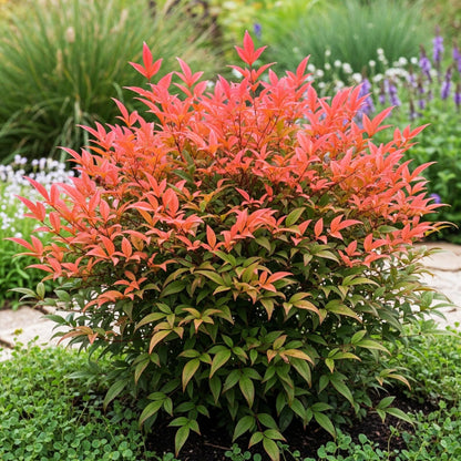 Nandina Obsessed. Une touffe compacte et arbustive de nandina Obsessed, avec un feuillage aux couleurs vives allant du vert au rouge orangé.