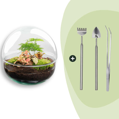 Kit terrarium sphère Fittonia : Avec râteau, pelle et pince