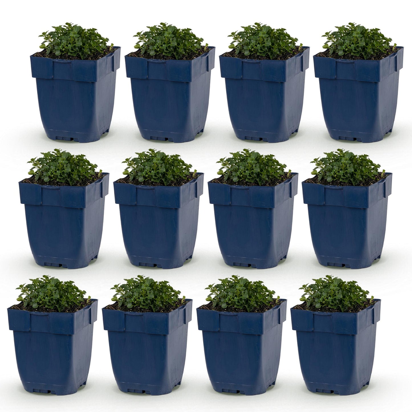 Campanule à feuilles de pêcher en pots, lot de douze jeunes plants verts feuillus sur fond blanc, prêts à être plantés.