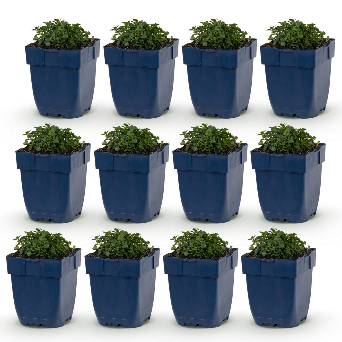 Campanule à feuilles de pêcher en pots, lot de douze jeunes plants verts feuillus sur fond blanc, prêts à être plantés.