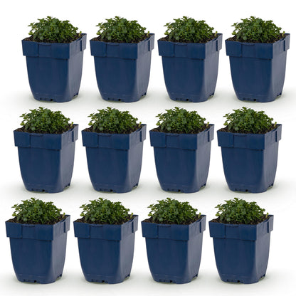 Campanule à feuilles de pêcher en pots, lot de douze jeunes plants verts feuillus sur fond blanc, prêts à être plantés.