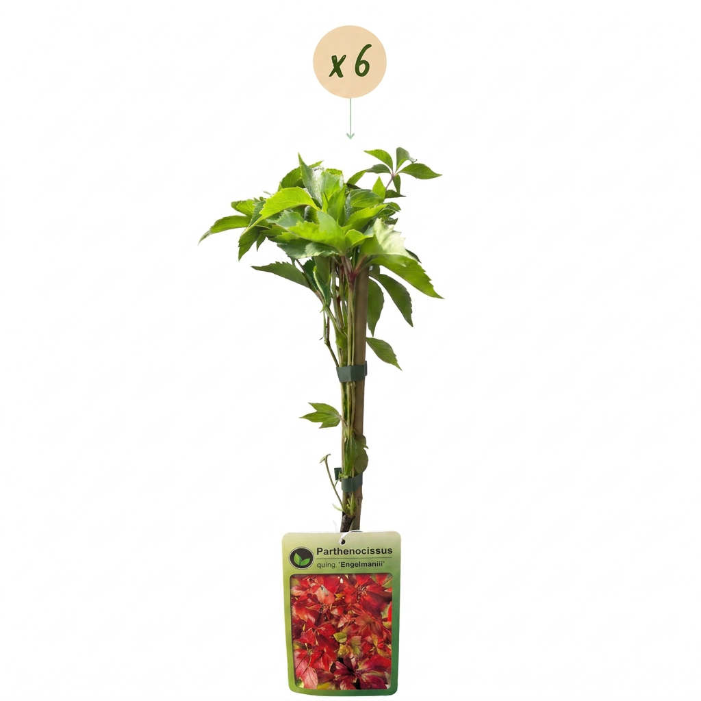 Vigne vierge d'Engelmann (Parthenocissus quinquefolia) - grimpante au feuillage flamboyant