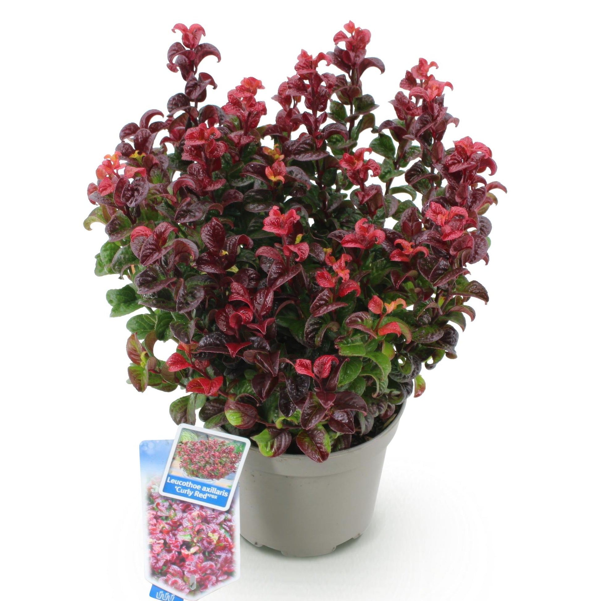 Leucothoe Curly Red, plante arbustive au feuillage persistant, vert foncé et rouge vif, présentée en pot sur fond blanc.