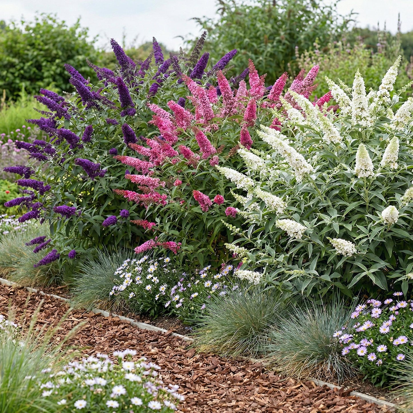 Buddleja davidii Tricolour, arbuste à papillons, avec ses fleurs roses, blanches et violettes en pleine floraison dans un jardin.