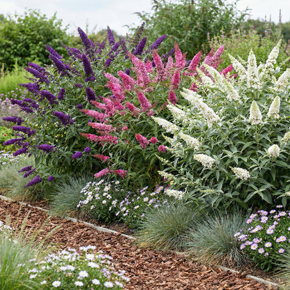 Buddleja davidii Tricolour, arbuste à papillons, avec ses fleurs roses, blanches et violettes en pleine floraison dans un jardin.
