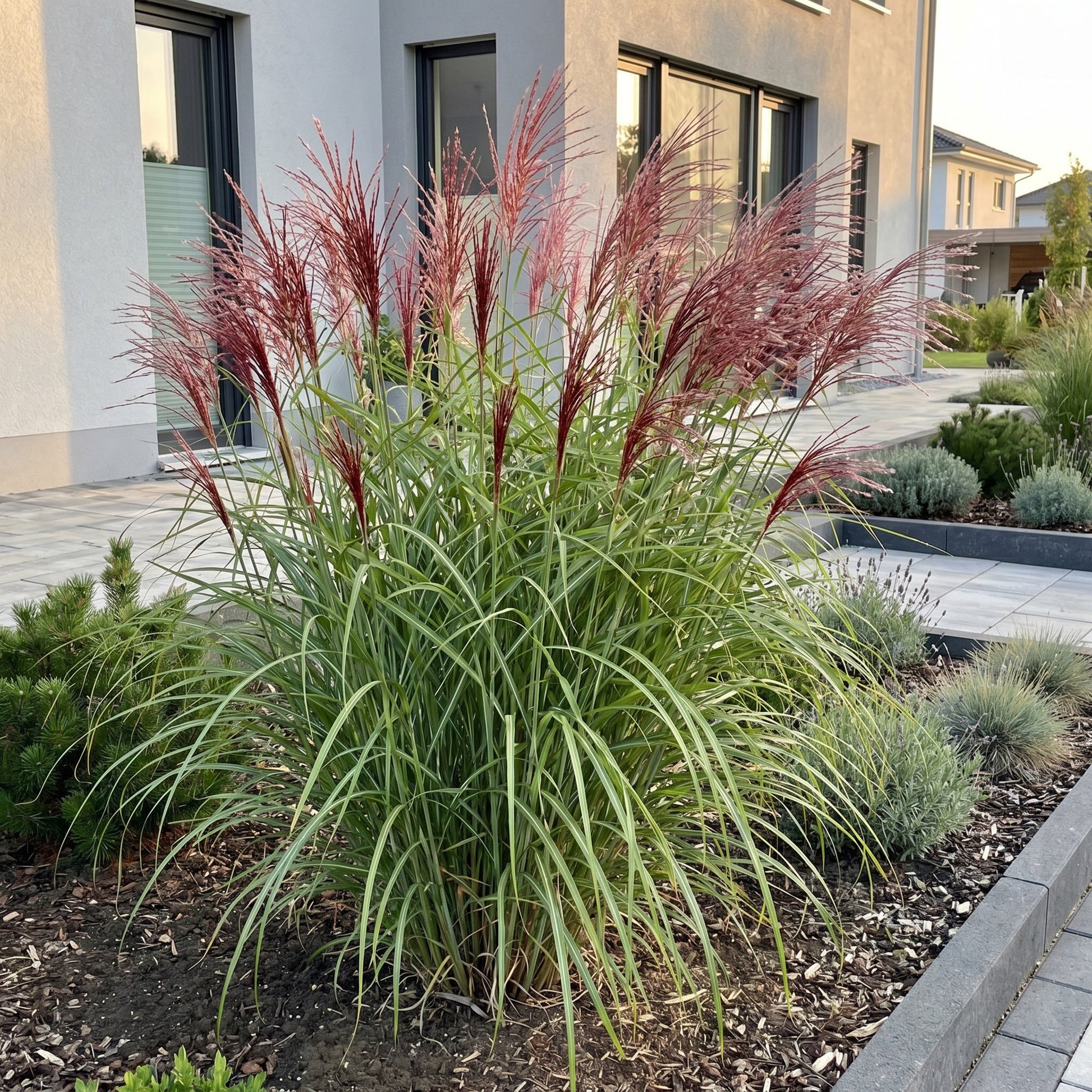 Miscanthus sin. Red Chief dans un jardin moderne avec des graminées aux épis rouges, de la lavande et d'autres plantes.