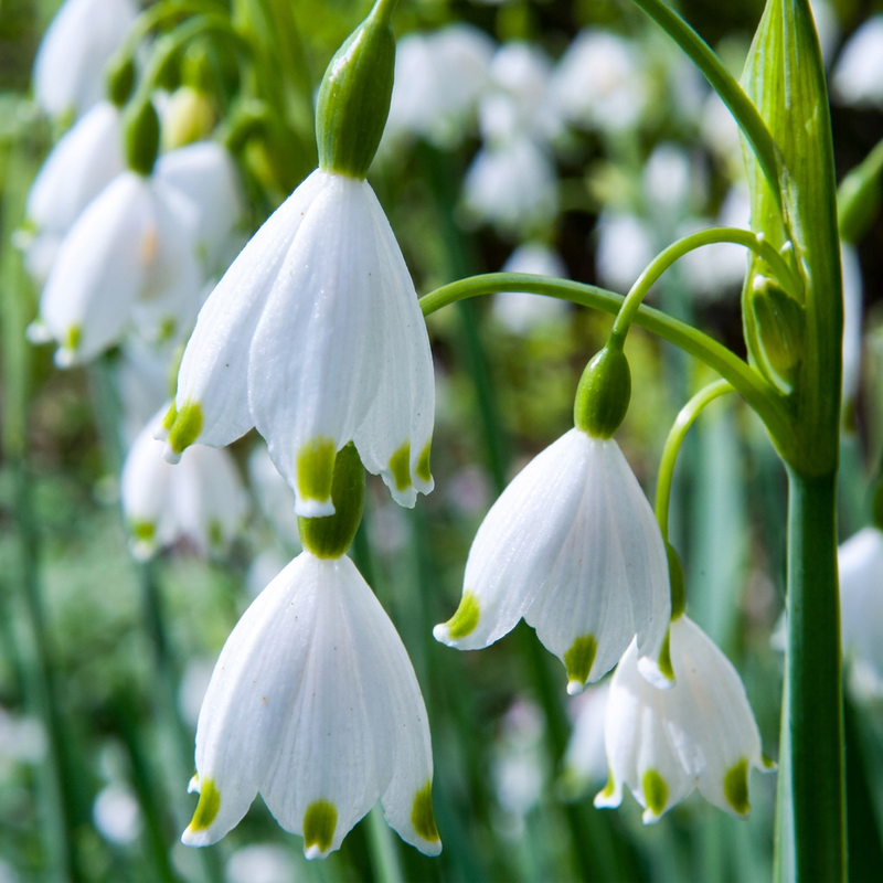 Nivéole d'été (Leucojum) - floraison printanière - calibre 8/9