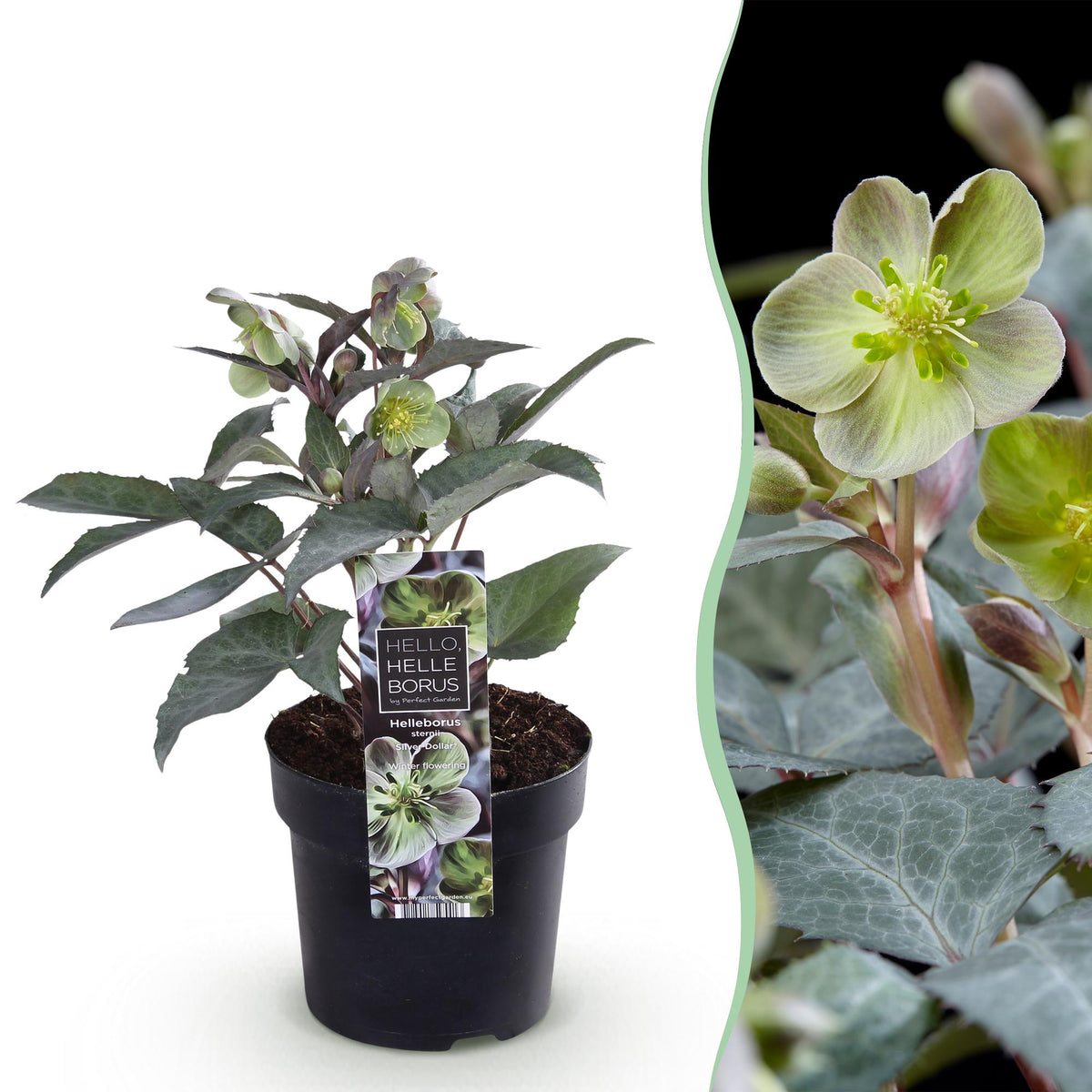 Hellébore 'Silver Dollar' en pot de 14 cm et détail du feuillage et des fleurs