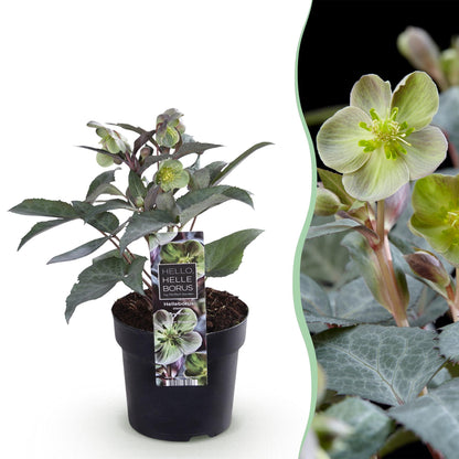 Hellébore 'Silver Dollar' en pot de 14 cm et détail du feuillage et des fleurs