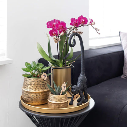 Orchidée Phalaenopsis violette en pot