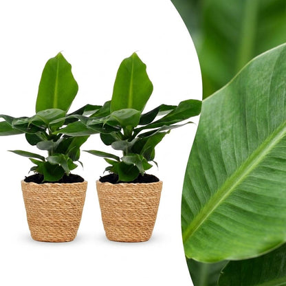 Deux bananiers nains Musa Oriental Dwarf avec leurs grandes feuilles vertes sont dans des cache-pots tressés en fibres naturelles