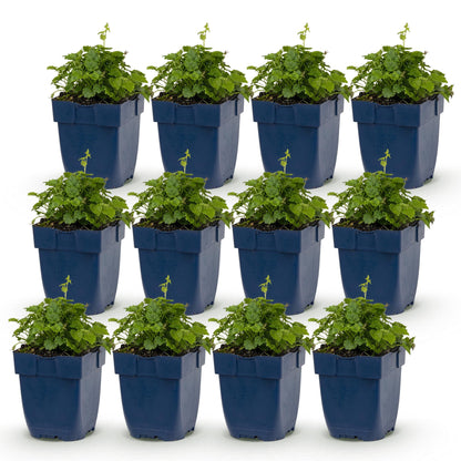 Campanula posch. Lisduggan Variety, ensemble de 12 plants en pots bleus, feuillage vert vif, prêts à être plantés pour un couvre-sol.