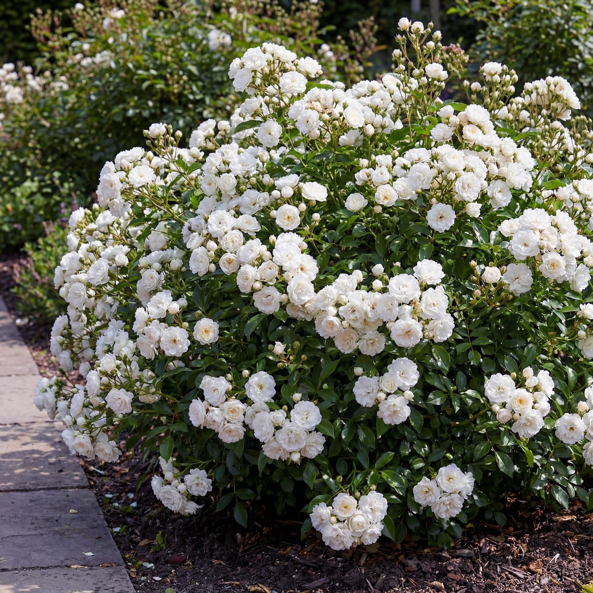 Rosier de Jardin - Rosa White Fairy : un magnifique buisson de rosiers blancs en pleine floraison dans un jardin, avec un chemin en pierre.