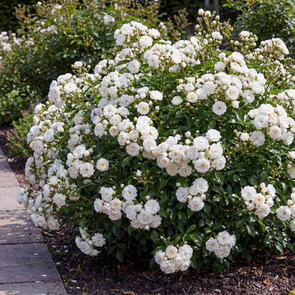 Rosier de Jardin - Rosa White Fairy : un magnifique buisson de rosiers blancs en pleine floraison dans un jardin, avec un chemin en pierre.
