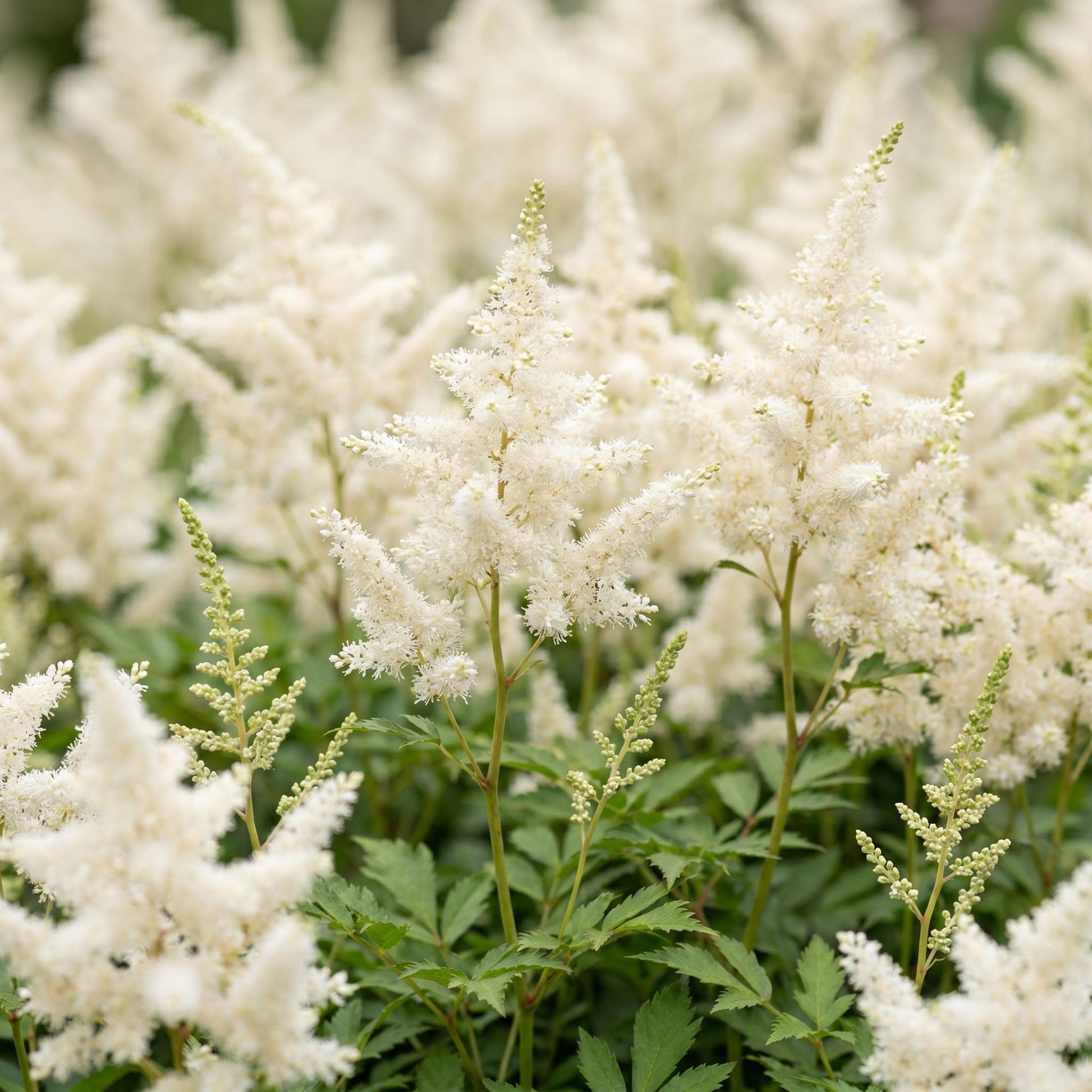 Astilbe 'Deutschland' en pleine floraison avec de nombreuses panicules blanches duveteuses et un feuillage vert éclatant dans un jardin ombr