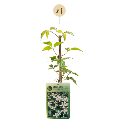 Clématite de montagne de Wilson (Clematis montana) - grimpante parfumée