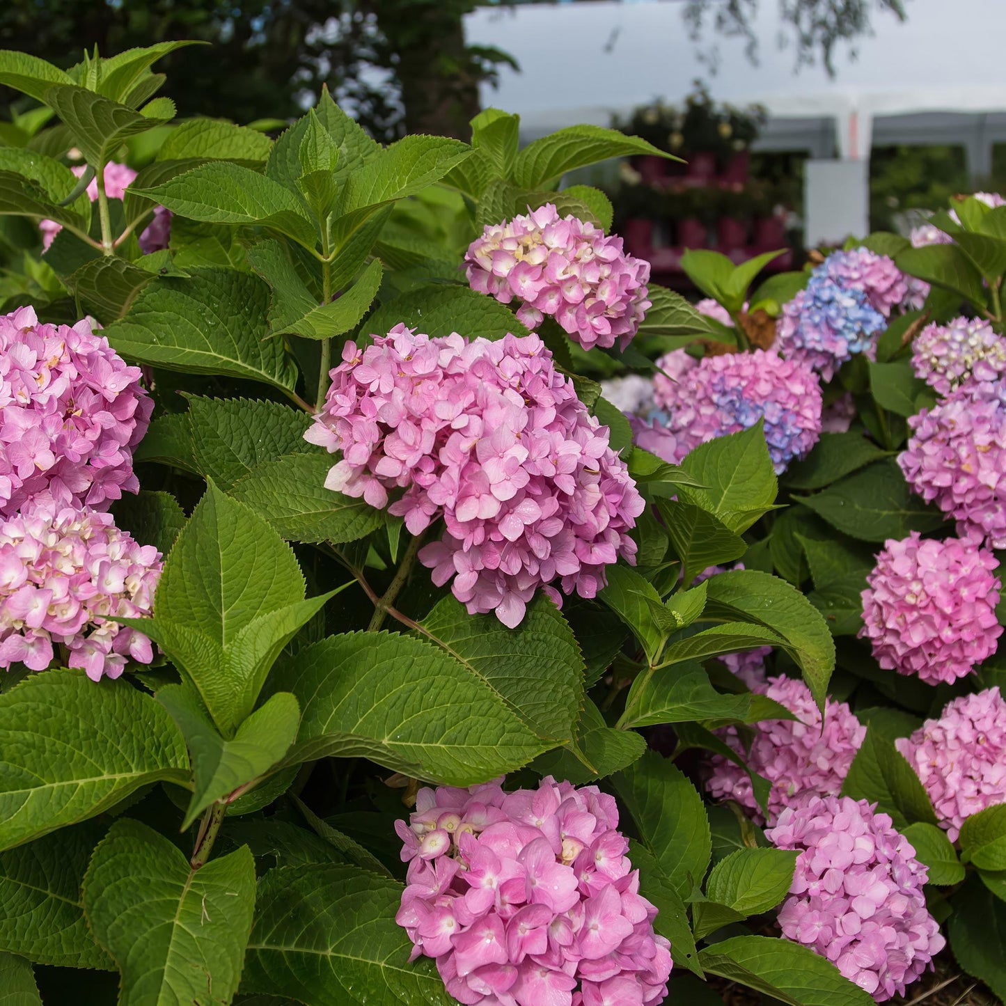 Hydrangea Endles Summer The Original Pink, hortensia rose en pleine floraison dans un jardin, avec quelques nuances bleues au fond.