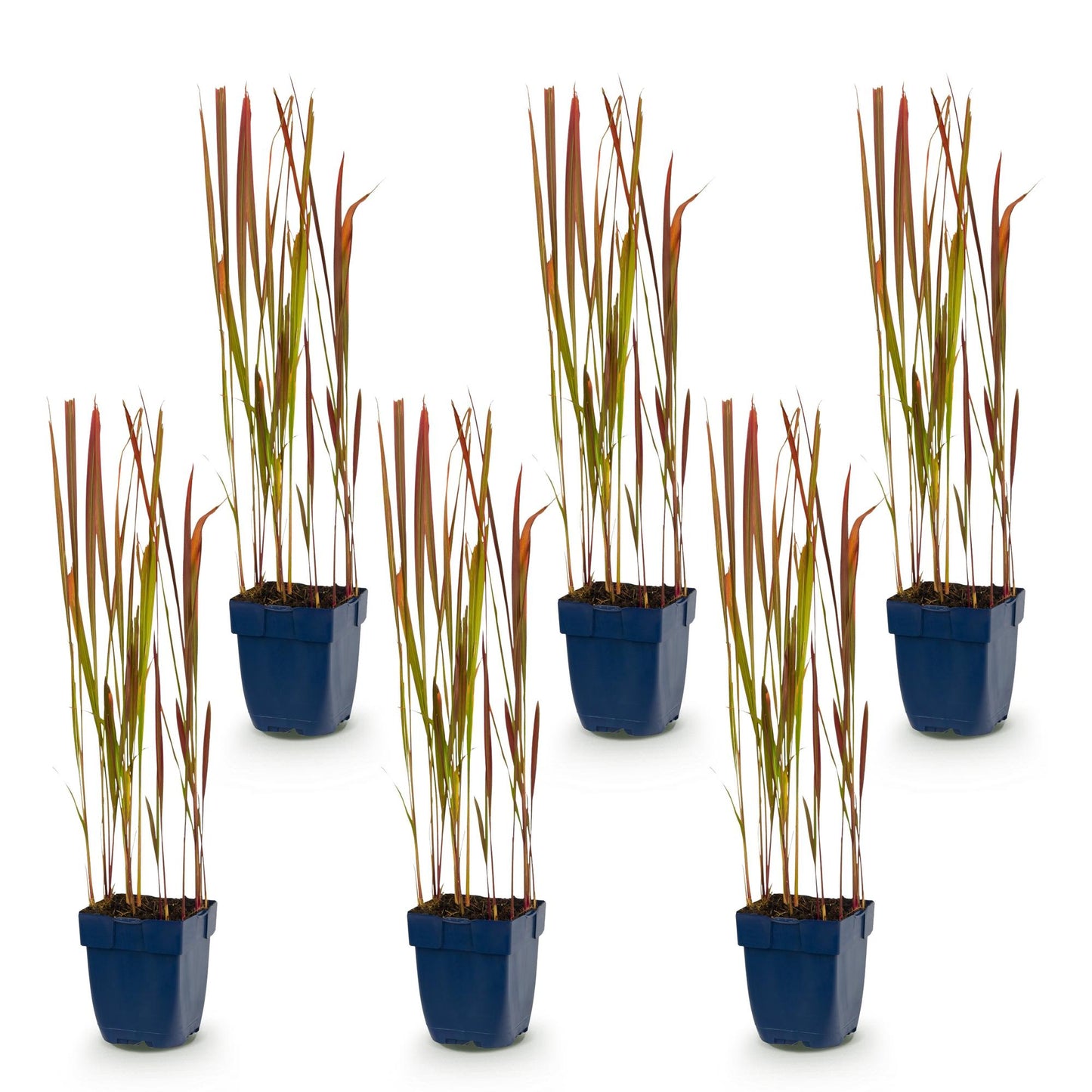 Imperata cylindrica Red Baron. Sept jeunes plants de graminées, aux feuilles vertes et rouges, dans des pots bleus sur fond blanc.