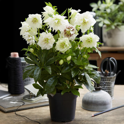Rose de Carême 'Double Ellen White' au jardin, Helleborus orientalis