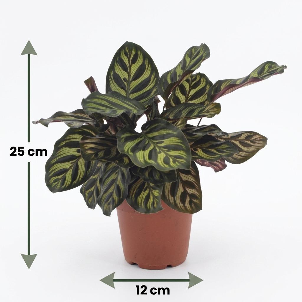 Un jeune Calathea Makoyana, la plante paon, avec son feuillage aux motifs vert foncé et vert clair, dans un simple pot de culture de 12cm