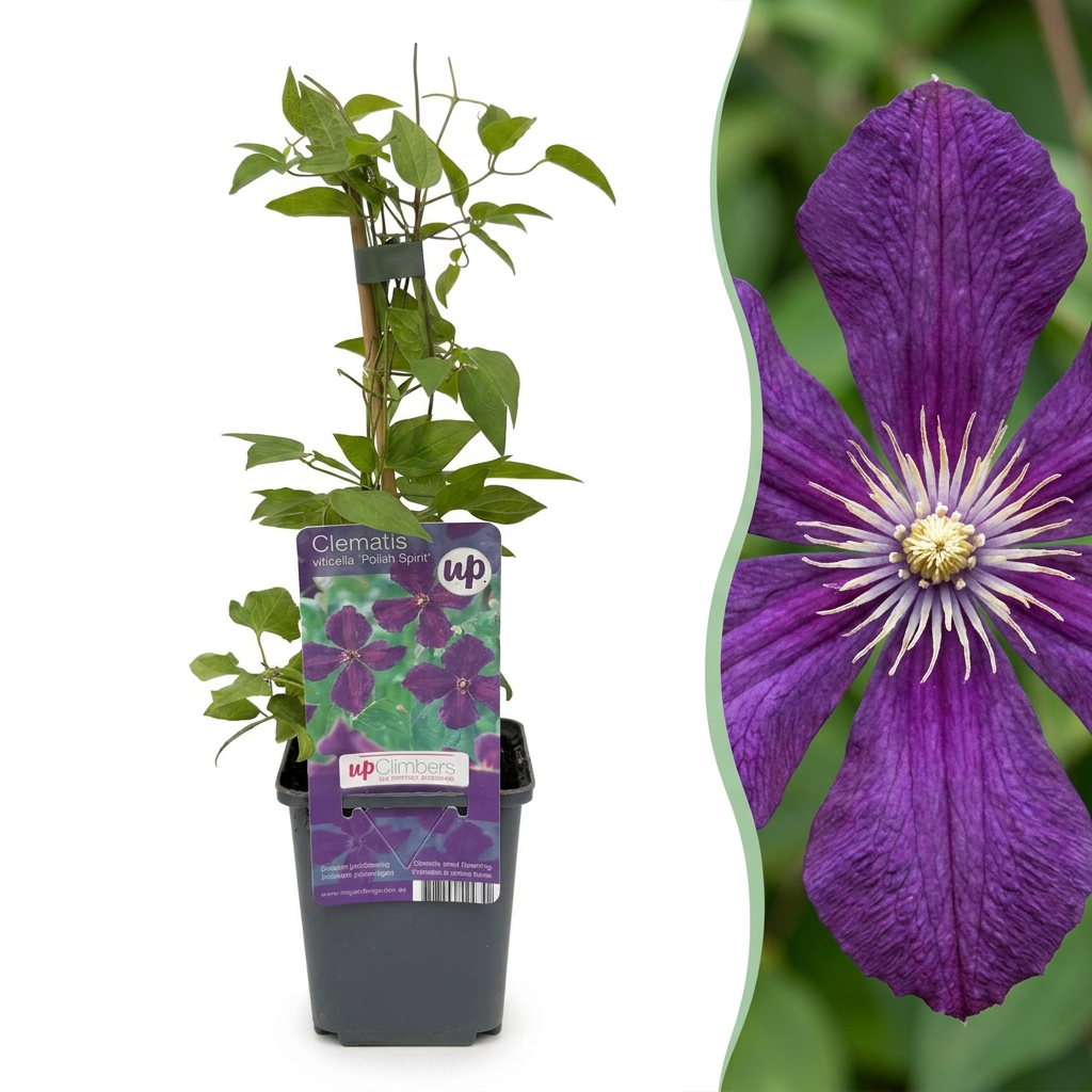 Clématite Viticella 'Polish Spirit' (Clematis) - grimpante à fleurs abondantes violet intense
