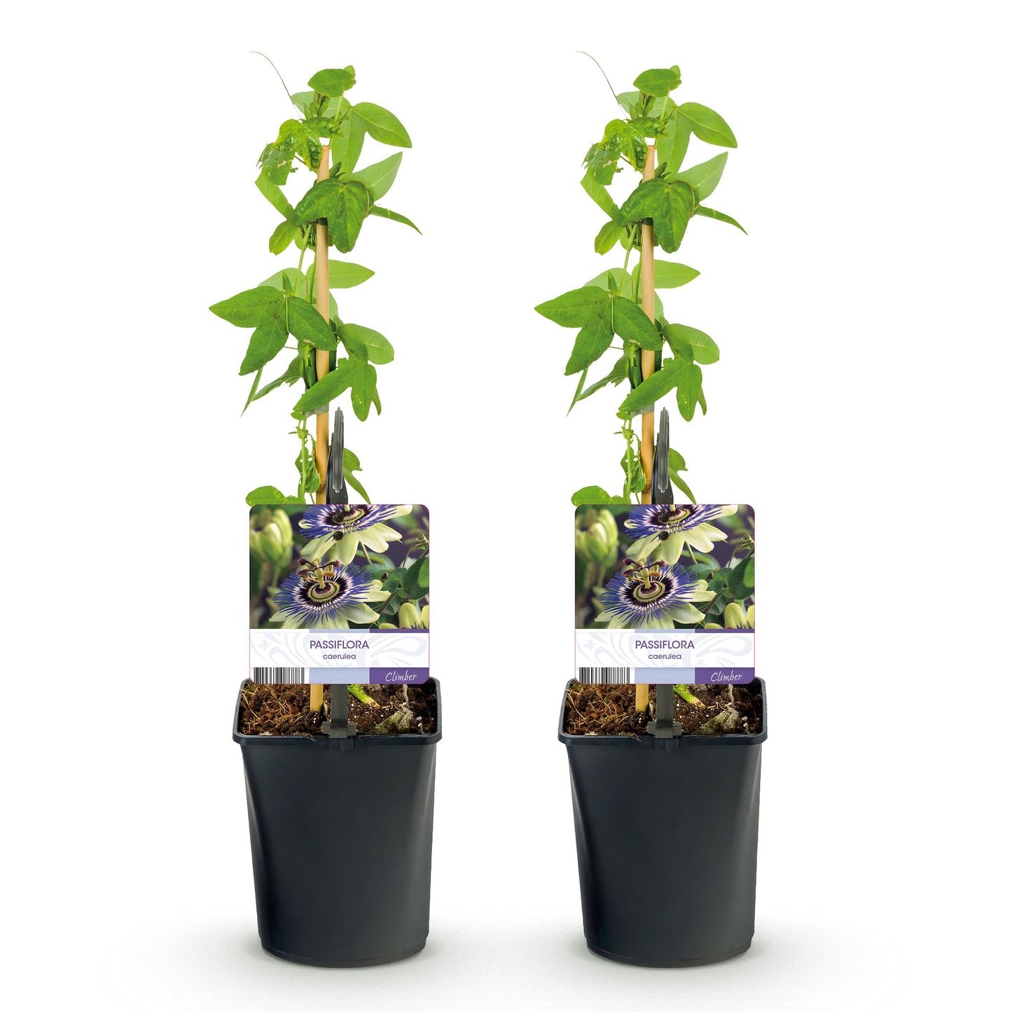 Passiflora caerulea - Fleur de la Passion bleue avec vert et blanc, présentée en lot de 2 plants sur fond blanc, en pots noirs.