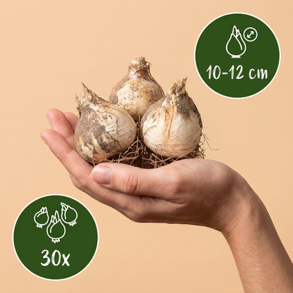 Bulbes d'Ail d'ornement 'Purple Sensation' tenus dans une main, calibre 10-12 cm, lot de 30 bulbes.