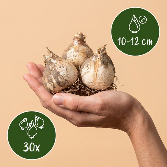 Bulbes d'Ail d'ornement 'Purple Sensation' tenus dans une main, calibre 10-12 cm, lot de 30 bulbes.