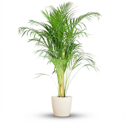 Areca Palm (Dypsis) avec Potter Blanc - 100cm - Ø21