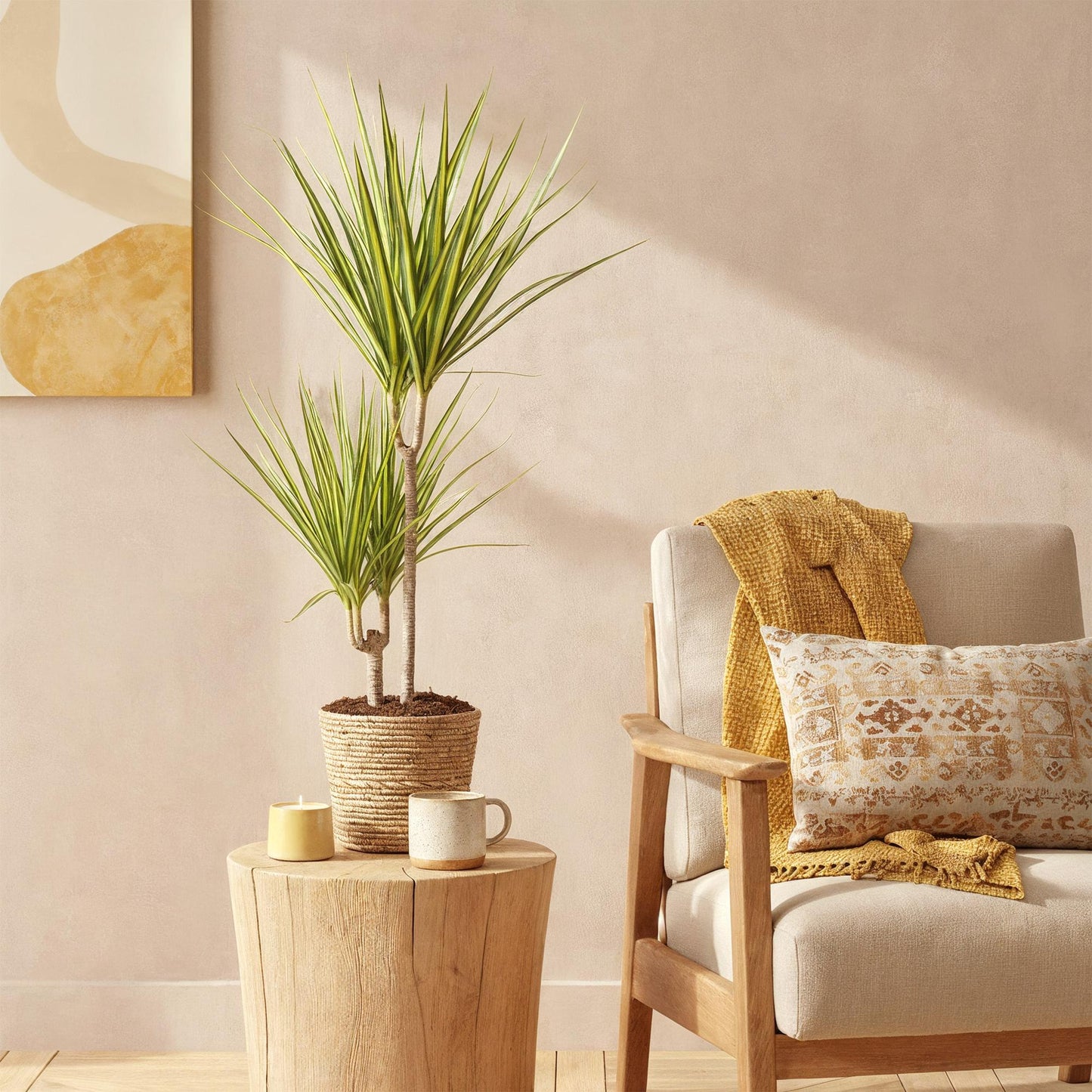 Plantes d'intérieur - Dracaena Sunray - Dragonnier - Peu d'entretien - avec panier - Vert - jaune - 1 Plante - Pot 17cm - Hauteur 70-75cm