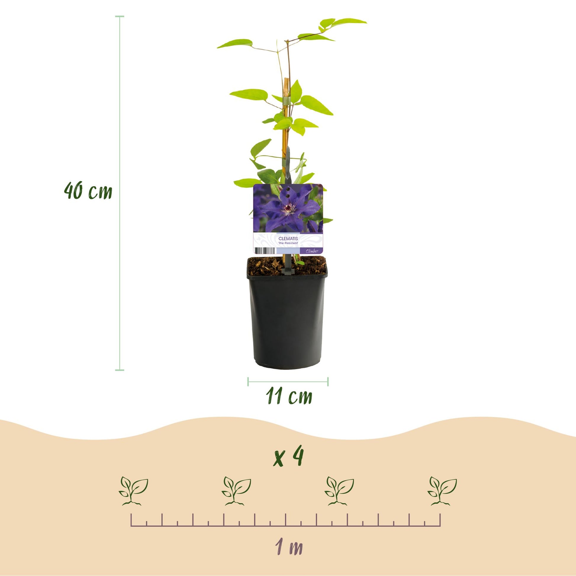 Clématite 'The President' avec ses dimensions : hauteur 40 cm, pot de 11 cm. Schéma de plantation de 4 plants sur 1 mètre.
