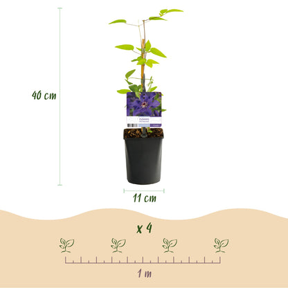 Clématite 'The President' avec ses dimensions : hauteur 40 cm, pot de 11 cm. Schéma de plantation de 4 plants sur 1 mètre.
