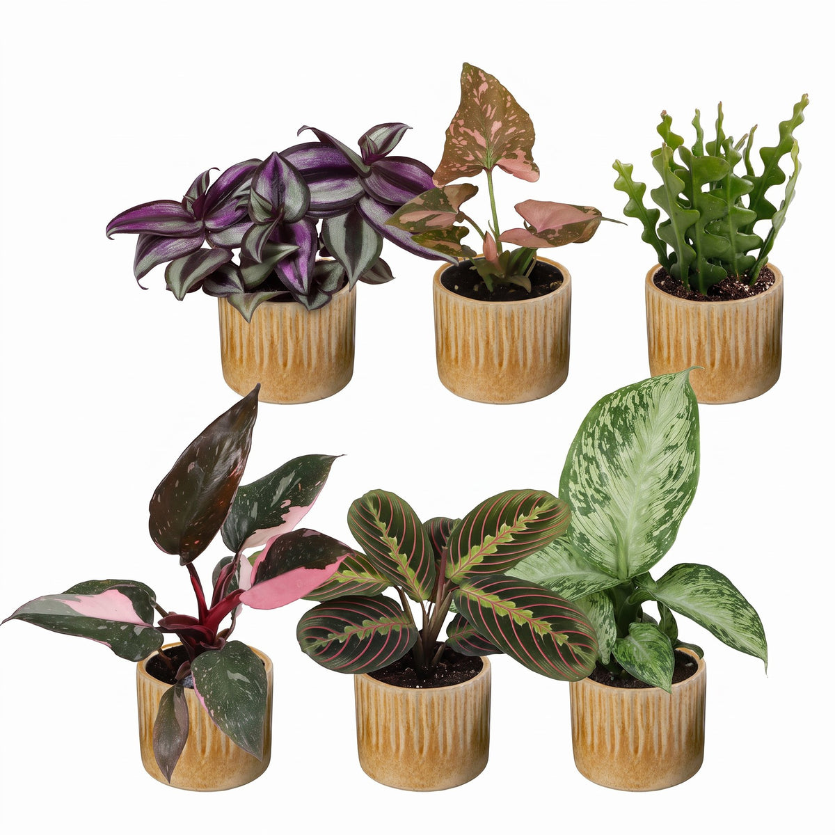 Box surprise plantes en pot de 6 cm, 6 plantes, cache-pot miel